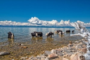 5 trải nghiệm tuyệt vời bạn nên thử khi đi du lịch Mông Cổ