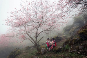 Bạn đã ngắm hoa đào ở Cao Mã Pờ chưa?