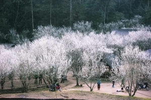 Hoa mận Bắc Hà đang vào mùa đẹp nhất