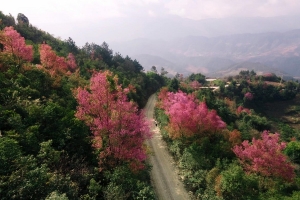 La Pán Tẩn – Mãn nhãn mùa hoa tớ dày