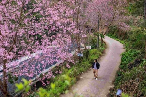 Lễ hội hoa anh đào Đà Lạt