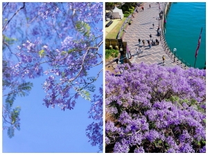 Mùa hoa Jacaranda tràn ngập nước Úc