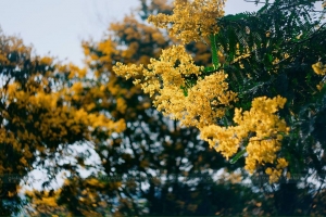Mùa thu hoa vàng rơi rực cả con đường tại Biển Hồ