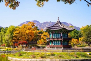 Ngắm lá vàng mùa thu Hàn Quốc