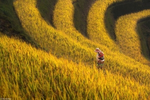 Nhiếp ảnh gia Việt Nam thắng lớn ở giải quốc tế với hình ảnh cuộc sống bình dị